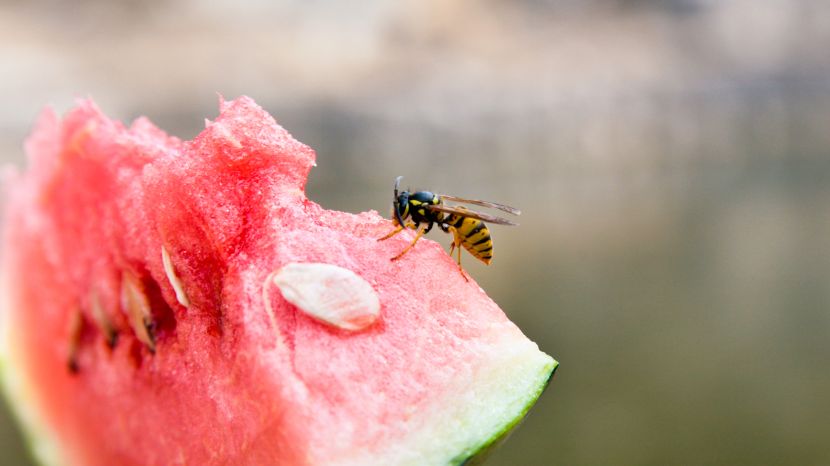 Was hilft gegen Wespen? 16 Tipps, um sie zu vertreiben!