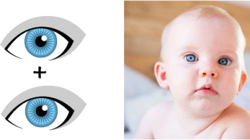 Mein bekommt kind augenfarbe test welche Augenfarbenrechner: Welche