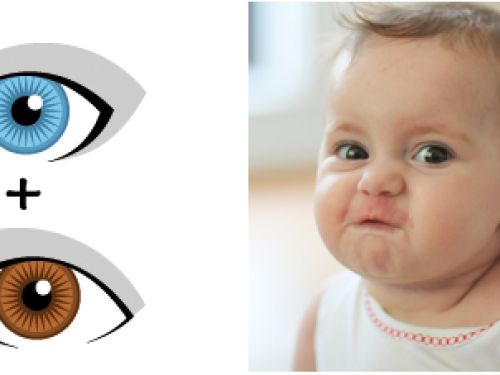 Ein Elternteil hat blaue, das andere braune Augen