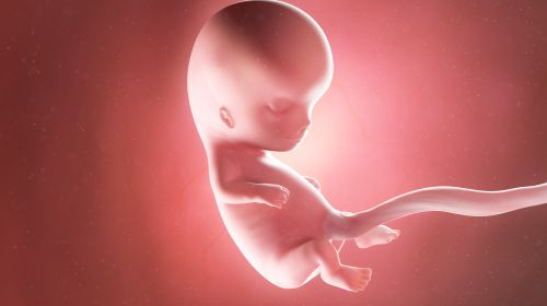 Kunststoff Embryo entspricht 10.Woche Geschenk Schwangerschaft 