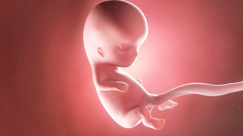 Schwangerschaftswochen: Faszinierende Bilder-Reise durch 40 SSW